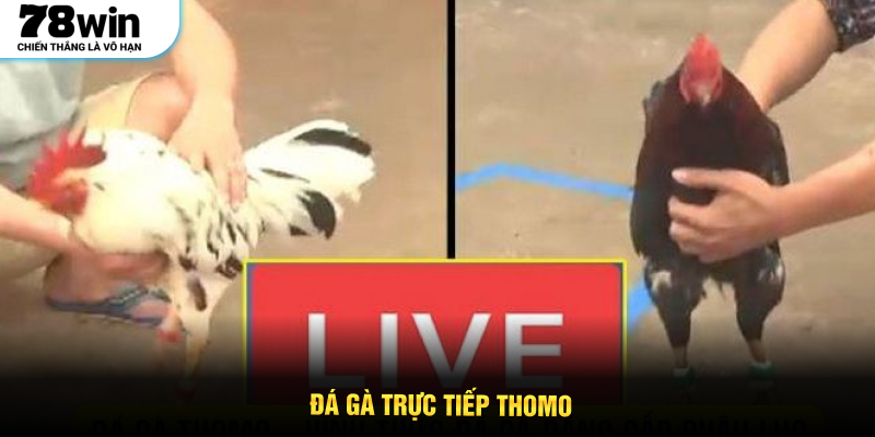 Đá Gà Trực Tiếp Thomo